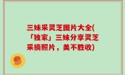 三妹采灵芝图片大全(「独家」三妹分享灵芝采摘照片，美不胜收)