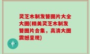 灵芝木制发簪图片大全大图(精美灵芝木制发簪图片合集，高清大图震撼呈现)