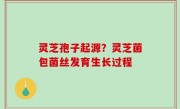灵芝孢子起源？灵芝菌包菌丝发育生长过程