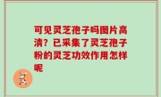 可见灵芝孢子吗图片高清？已采集了灵芝孢子粉的灵芝功效作用怎样呢
