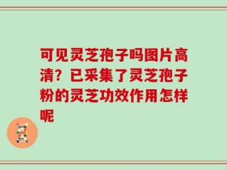 可见灵芝孢子吗图片高清？已采集了灵芝孢子粉的灵芝功效作用怎样呢