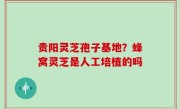 贵阳灵芝孢子基地？蜂窝灵芝是人工培植的吗