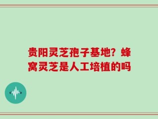 贵阳灵芝孢子基地？蜂窝灵芝是人工培植的吗