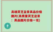 高端灵芝盆景真品价格图片(高质量灵芝盆景：真品图片价格一览)