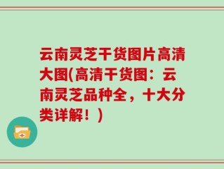 云南灵芝干货图片高清大图(高清干货图：云南灵芝品种全，十大分类详解！)