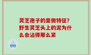 灵芝孢子的显微特征？野生灵芝头上的泥为什么会沾得那么紧