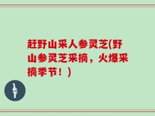 赶野山采人参灵芝(野山参灵芝采摘，火爆采摘季节！)