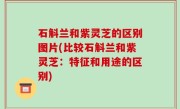 石斛兰和紫灵芝的区别图片(比较石斛兰和紫灵芝：特征和用途的区别)