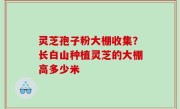 灵芝孢子粉大棚收集？长白山种植灵芝的大棚高多少米
