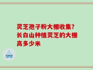 灵芝孢子粉大棚收集？长白山种植灵芝的大棚高多少米