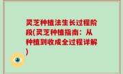 灵芝种植法生长过程阶段(灵芝种植指南：从种植到收成全过程详解)