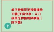 虎子种植灵芝视频播放下载(干货分享：入门级灵芝种植视频教程｜附下载)