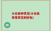 小仓鼠种灵芝(小仓鼠享受灵芝的好处)