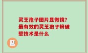 灵芝孢子图片显微镜？最有效的灵芝孢子粉破壁技术是什么