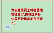六安野生灵芝种植基地在哪里(六安地区的野生灵芝种植基地在何处？)