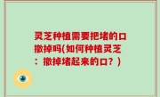 灵芝种植需要把堵的口撤掉吗(如何种植灵芝：撤掉堵起来的口？)