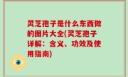 灵芝孢子是什么东西做的图片大全(灵芝孢子详解：含义、功效及使用指南)