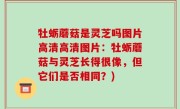 牡蛎蘑菇是灵芝吗图片高清高清图片：牡蛎蘑菇与灵芝长得很像，但它们是否相同？)