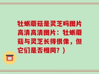 牡蛎蘑菇是灵芝吗图片高清高清图片：牡蛎蘑菇与灵芝长得很像，但它们是否相同？)