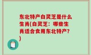 东北特产白灵芝是什么生肖(白灵芝：哪些生肖适合食用东北特产？)