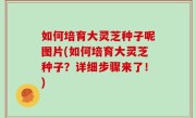 如何培育大灵芝种子呢图片(如何培育大灵芝种子？详细步骤来了！)