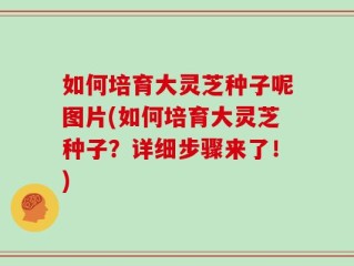 如何培育大灵芝种子呢图片(如何培育大灵芝种子？详细步骤来了！)