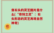 像石头的灵芝图片是什么(“奇特之灵”：石头形态的灵芝再现自然神奇)