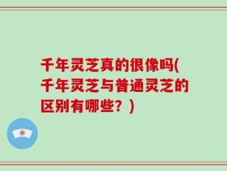 千年灵芝真的很像吗(千年灵芝与普通灵芝的区别有哪些？)