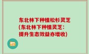 东北林下种植松杉灵芝(东北林下种植灵芝：提升生态效益亦增收)