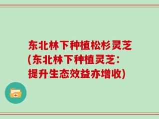 东北林下种植松杉灵芝(东北林下种植灵芝：提升生态效益亦增收)