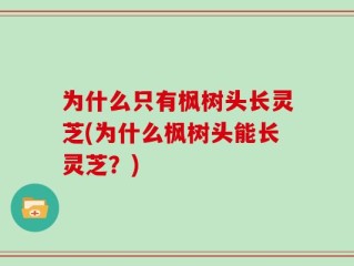 为什么只有枫树头长灵芝(为什么枫树头能长灵芝？)