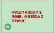 水灵芝作用图(水灵芝功效图，全面解读水灵芝的作用)