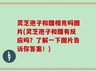 灵芝孢子和醋相克吗图片(灵芝孢子和醋有反应吗？了解一下图片告诉你答案！)