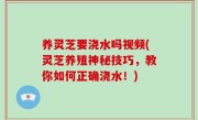 养灵芝要浇水吗视频(灵芝养殖神秘技巧，教你如何正确浇水！)