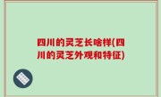 四川的灵芝长啥样(四川的灵芝外观和特征)