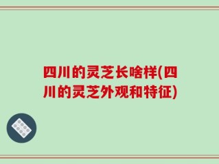 四川的灵芝长啥样(四川的灵芝外观和特征)