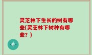 灵芝林下生长的树有哪些(灵芝林下树种有哪些？)