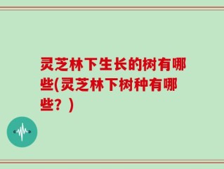灵芝林下生长的树有哪些(灵芝林下树种有哪些？)