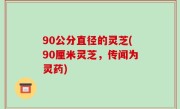 90公分直径的灵芝(90厘米灵芝，传闻为灵药)