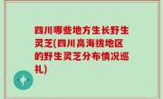 四川哪些地方生长野生灵芝(四川高海拔地区的野生灵芝分布情况巡礼)