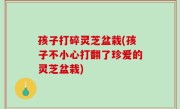 孩子打碎灵芝盆栽(孩子不小心打翻了珍爱的灵芝盆栽)