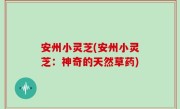 安州小灵芝(安州小灵芝：神奇的天然草药)