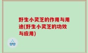 野生小灵芝的作用与用途(野生小灵芝的功效与应用)