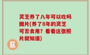灵芝养了八年可以吃吗图片(养了8年的灵芝可否食用？看看这张照片就知道)