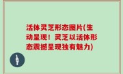 活体灵芝形态图片(生动呈现！灵芝以活体形态震撼呈现独有魅力)
