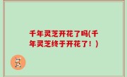 千年灵芝开花了吗(千年灵芝终于开花了！)