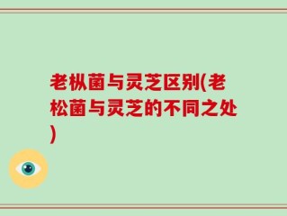 老枞菌与灵芝区别(老松菌与灵芝的不同之处)