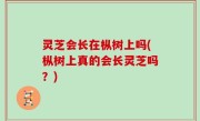 灵芝会长在枞树上吗(枞树上真的会长灵芝吗？)