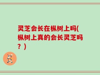 灵芝会长在枞树上吗(枞树上真的会长灵芝吗？)