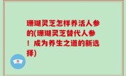 珊瑚灵芝怎样养活人参的(珊瑚灵芝替代人参！成为养生之道的新选择)